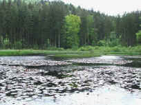 Am Kranzwoog im Naturschutzgebiet Moosbachtal
